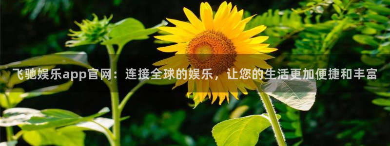 壹号娱乐体育和杏耀是哪个公司的：飞驰娱乐app官网：连接全球的娱乐，让您的生活更加便捷和丰富