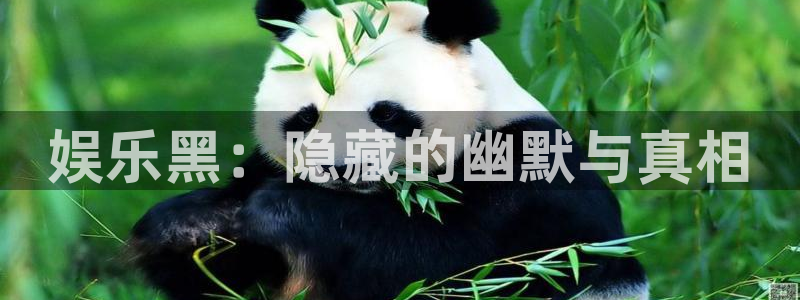 壹号娱乐2代理注册：娱乐黑：隐藏的幽默与真相