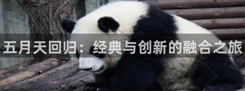 壹号娱乐代理：五月天回归：经典与创新的融合之旅